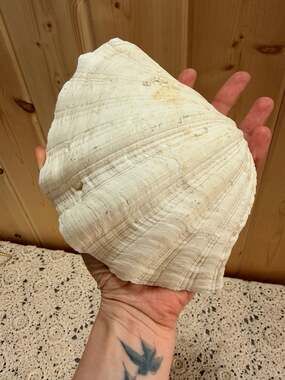 Large Real White Seashell for Nautical Home Decor or Shell Trinket Dish Catchall